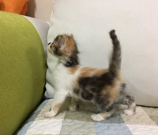 Kittens - Calico Cat