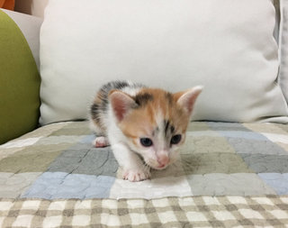 Kittens - Calico Cat