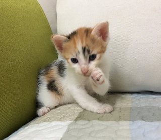 Kittens - Calico Cat