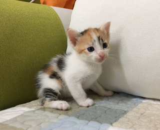 Kittens - Calico Cat