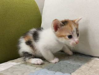 Kittens - Calico Cat