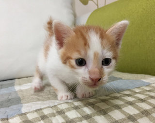 Kittens - Calico Cat