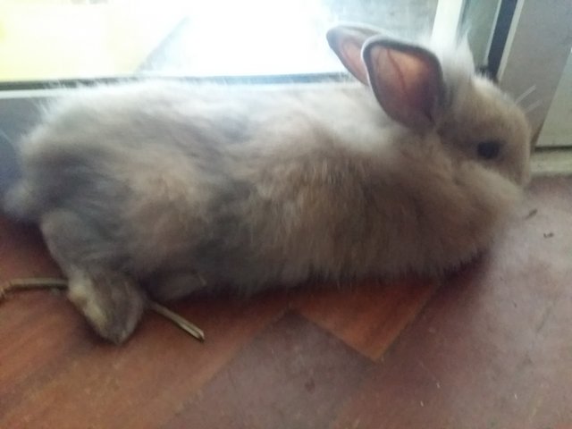 Zara, Evy And Tige - Angora Rabbit + Lionhead Rabbit