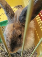 Zara, Evy And Tige - Angora Rabbit + Lionhead Rabbit