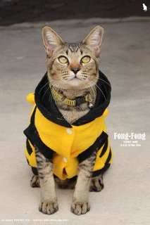 ★ Fong-fong (风风) (♂) ★ - Domestic Short Hair Cat