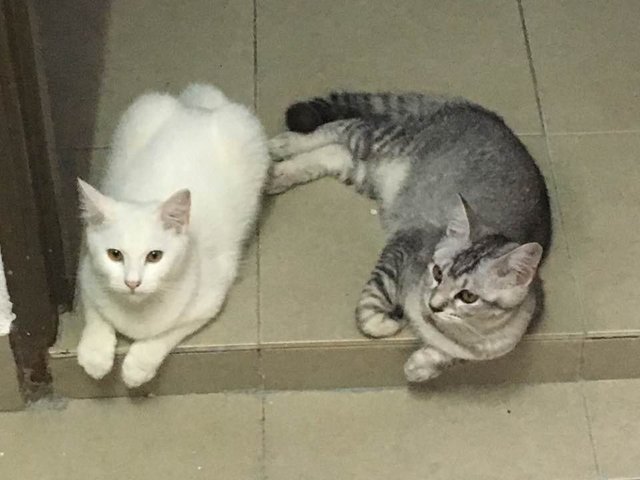 Snowy, Kisses, And Blacky - American Shorthair Cat