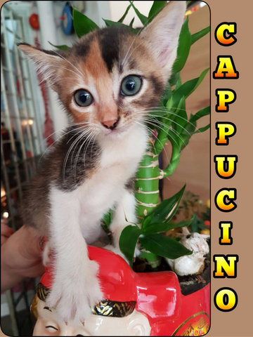 Miss Cappucino (A Rose Amongst Thorns) - Calico Cat