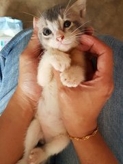 He has very unique colouring, grey & latte