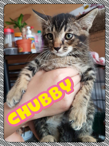 Chubby - Tabby Cat