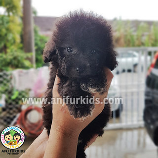 Grey Tiny Toy Poodle Puppy - Poodle Dog