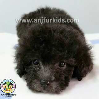 Grey Tiny Toy Poodle Puppy - Poodle Dog