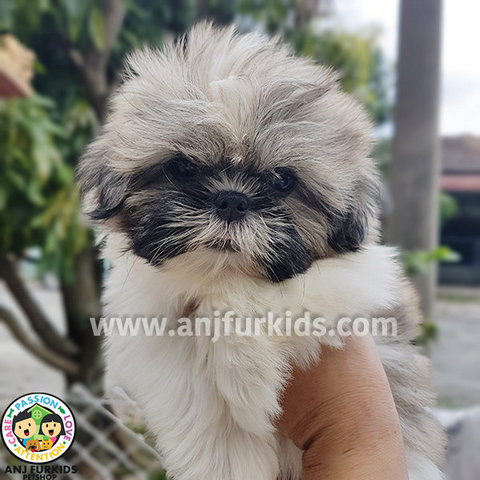  Quality Grey White Shih Tzu Puppies - Shih Tzu Dog