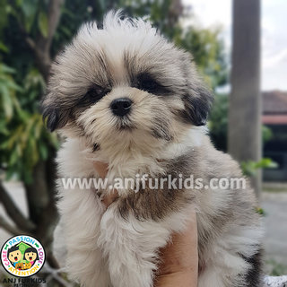  Quality Grey White Shih Tzu Puppies - Shih Tzu Dog