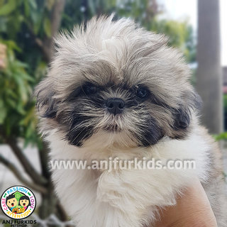  Quality Grey White Shih Tzu Puppies - Shih Tzu Dog