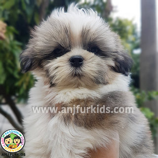  Quality Grey White Shih Tzu Puppies - Shih Tzu Dog