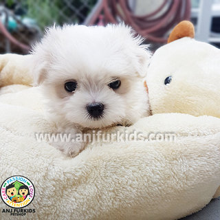 Quality Male Maltese Puppy1 - Maltese Dog