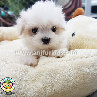 Quality Male Maltese Puppy1 - Maltese Dog
