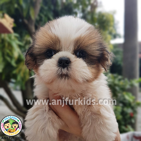 Quality Gold White Shih Tzu Puppies1 - Shih Tzu Dog