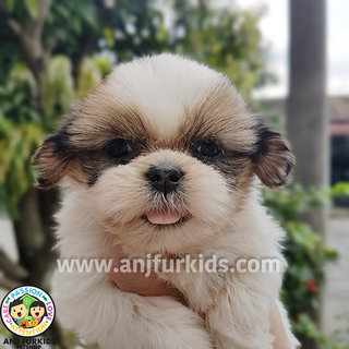 Quality Gold White Shih Tzu Puppies1 - Shih Tzu Dog