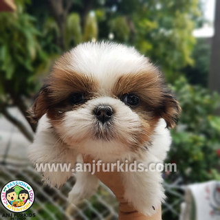 Quality Gold White Shih Tzu Puppies1 - Shih Tzu Dog