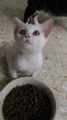 Snow-white - Domestic Short Hair Cat