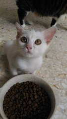 Snow-white - Domestic Short Hair Cat