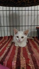 Snow-white - Domestic Short Hair Cat