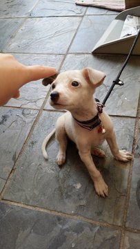 Bibi - Mixed Breed Dog