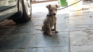 Bibi - Mixed Breed Dog