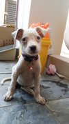 Bibi - Mixed Breed Dog