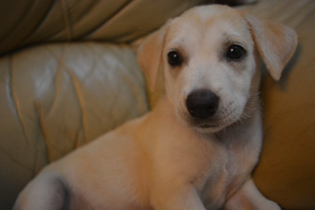 A Playful One - Mixed Breed Dog