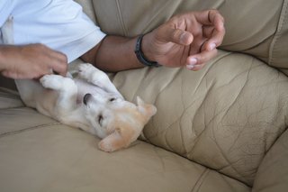 A Playful One - Mixed Breed Dog