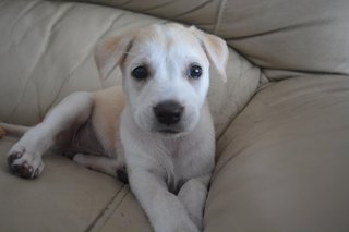 A Playful One - Mixed Breed Dog