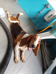 Betty  - Basset Hound Dog