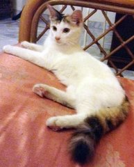 Nyanko - Calico Cat