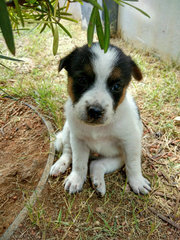 1. well-manered and calm male pup