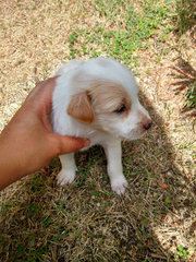 4. female pup