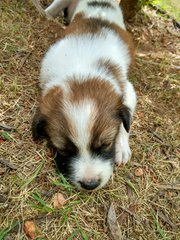 5. the fattest female pup