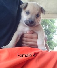 PF80988 - Mixed Breed Dog