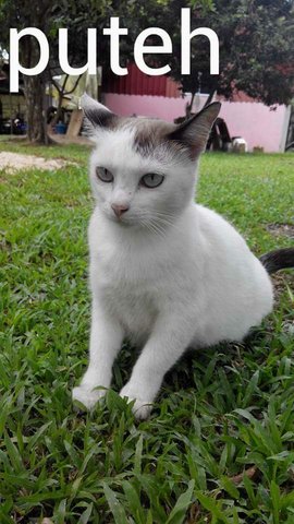 Puteh - Domestic Short Hair Cat