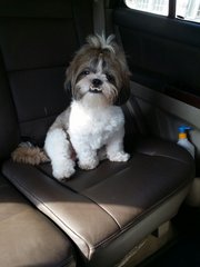 Lucky - Shih Tzu Dog