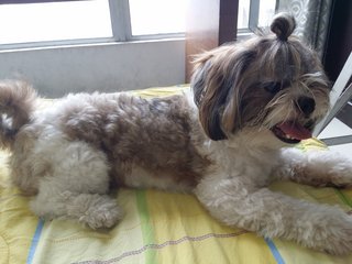 Lucky - Shih Tzu Dog