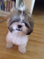 Lucky - Shih Tzu Dog