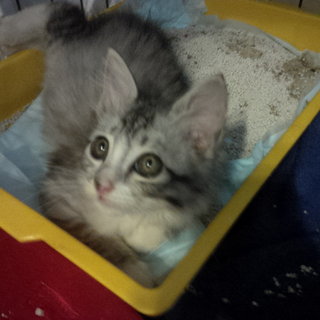 Adopted Floofy Little Girl Needs A Home! - Domestic Medium Hair Cat