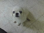 PF8101 - Pekingese Dog