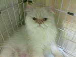 Sugar - Persian Cat