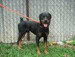 Rambo - Rottweiler Dog