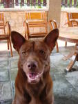 Miki - Labrador Retriever Mix Dog