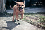 Mimi (Adopted) - Mixed Breed Dog