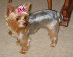 Tiffany - Silky Terrier Dog